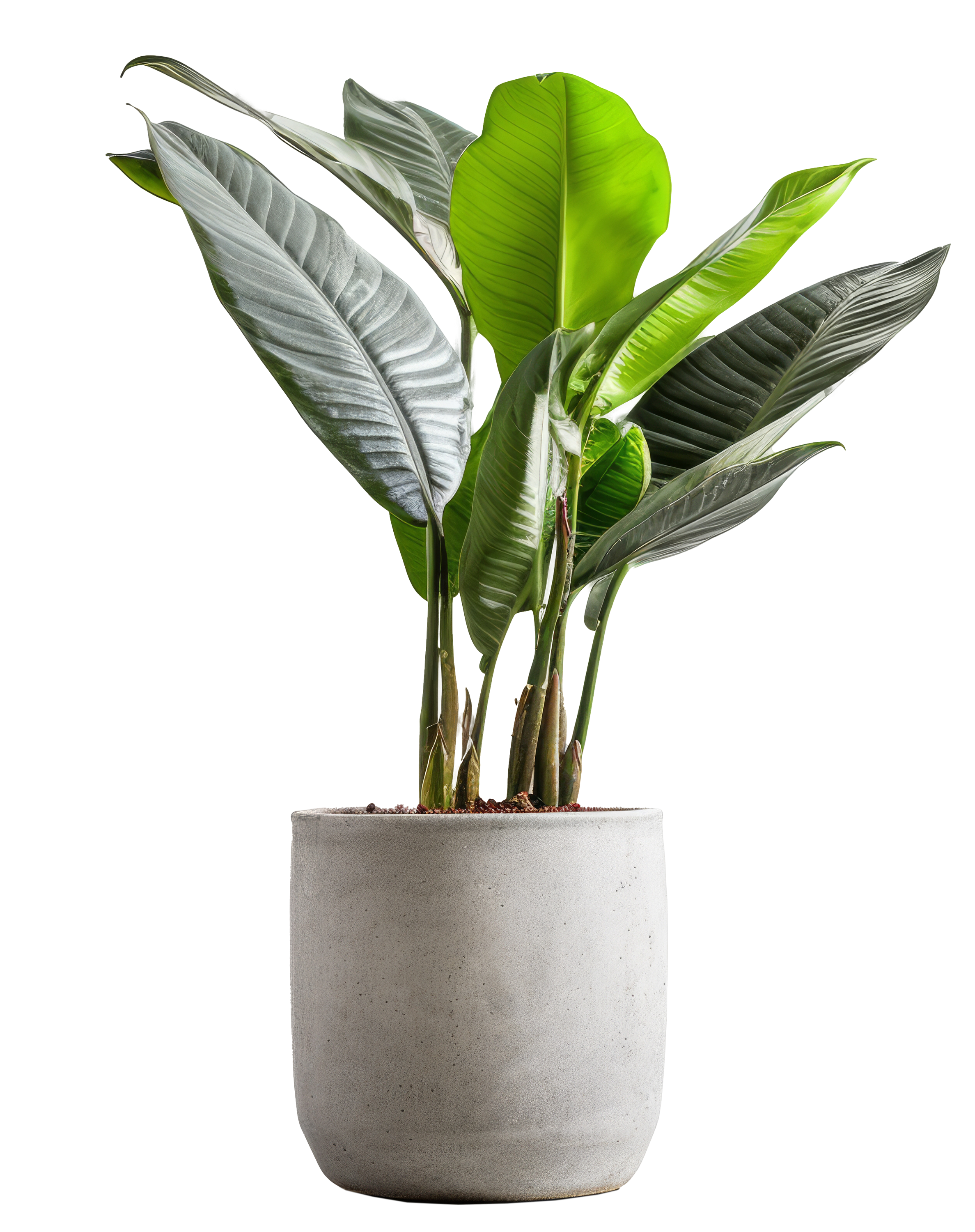 palm plant in a pot